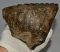 Mammuthus meridionalis tooth (1788 grams)