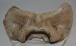 Bison priscus atlas vertebra
