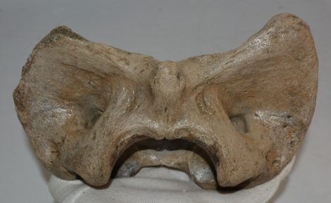 Bison priscus atlas vertebra Bison priscus atlas vertebra