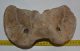 Bison priscus atlas vertebra Bison priscus atlas vertebra
