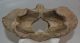 Bison priscus atlas vertebra Bison priscus atlas vertebra