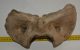 Bison priscus atlas vertebra Bison priscus atlas vertebra