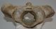 Bison priscus atlas vertebra Bison priscus atlas vertebra