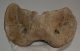 Bison priscus atlas vertebra Bison priscus atlas vertebra