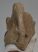 Bison priscus atlas vertebra Bison priscus atlas vertebra