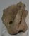Bison priscus atlas vertebra Bison priscus atlas vertebra