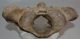 Bison priscus atlas vertebra Bison priscus atlas vertebra