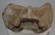 Bison priscus atlas vertebra Bison priscus atlas vertebra