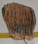 Mammuthus primigenius részleges fog (972 gramm)