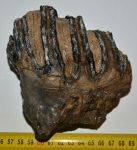 Mammuthus meridionalis részleges fog (938 gramm)