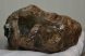 Mammuthus meridionalis részleges fog (938 gramm)