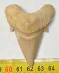 Otodus obliquus shark tooth (63,1 mm)