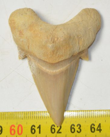 Otodus obliquus shark tooth (63,1 mm)
