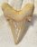 Otodus obliquus shark tooth (63,1 mm)