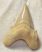 Otodus obliquus shark tooth (63,1 mm)