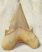 Otodus obliquus shark tooth (63,1 mm)