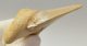 Otodus obliquus shark tooth (63,1 mm)