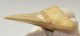Otodus obliquus shark tooth (63,1 mm)