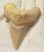 Otodus obliquus shark tooth (63,1 mm)