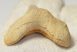 Otodus obliquus shark tooth (63,1 mm)