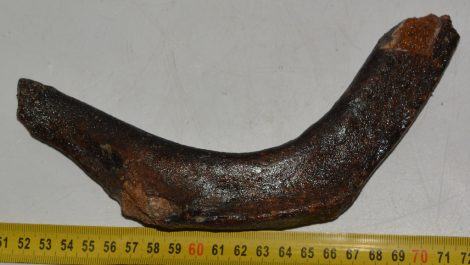 Beluga részleges borda csont