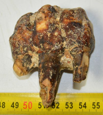 Hippopotamus cf. antiquus tooth