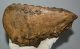 Mammuthus meridionalis tooth (2325 grams) Southern mammoth