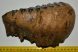 Mammuthus meridionalis tooth (2325 grams) Southern mammoth