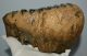 Mammuthus meridionalis tooth (2325 grams) Southern mammoth