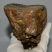 Mammuthus meridionalis tooth (2325 grams) Southern mammoth