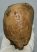 Mammuthus meridionalis tooth (2325 grams) Southern mammoth