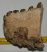 Mammuthus cf. meridionalis részleges fog (1088 gramm) ELFOGYOTT (J) 06
