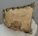 Mammuthus cf. meridionalis részleges fog (1088 gramm) ELFOGYOTT (J) 06