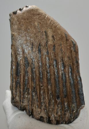 Mammuthus primigenius részleges fog (2622 gramm) Mammuthus primigenius részleges fog (2622 gramm)