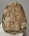 Mammuthus meridionalis részleges fog (1172 gramm)