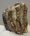 Mammuthus meridionalis részleges fog (1172 gramm)