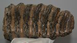Mammuthus meridionalis partial tooth (2673 grams)
