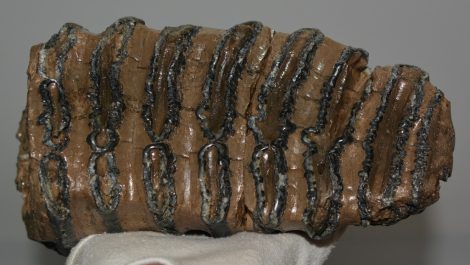 Mammuthus meridionalis partial tooth (2673 grams)