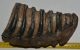 Mammuthus meridionalis partial tooth (2673 grams)
