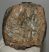Mammuthus meridionalis partial tooth (2673 grams)