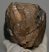 Mammuthus meridionalis partial tooth (2673 grams)