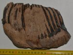 Mammuthus primigenius partial tooth (2358 grams)