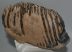 Mammuthus primigenius partial tooth (2358 grams)