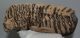 Mammuthus primigenius partial tooth (2358 grams)