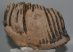 Mammuthus primigenius partial tooth (2358 grams)
