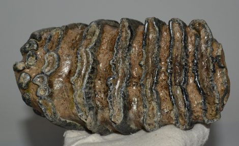 Mammuthus meridionalis fog (1740 gramm)