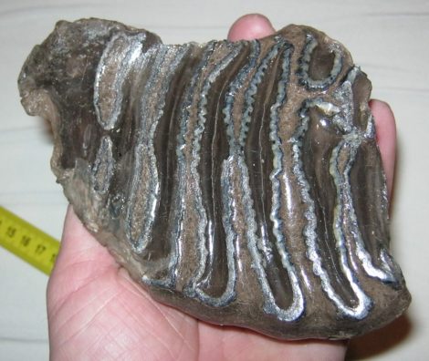 Mammuthus meridionalis tooth (593 gram)