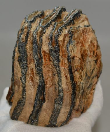 cf. Elephas antiquus részleges fog (1001 gramm) ELFOGYOTT (M) 06