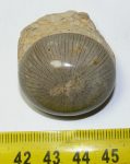   Polished Cyclolites coral fossil from Sümeg (34 mm) Sold (TJA) 05