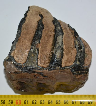 Mammuthus meridionalis részleges fog (869 gramm)